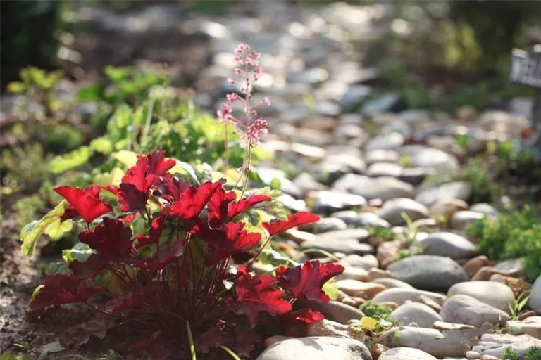 北京廠家關(guān)于一月園藝的規(guī)劃指南