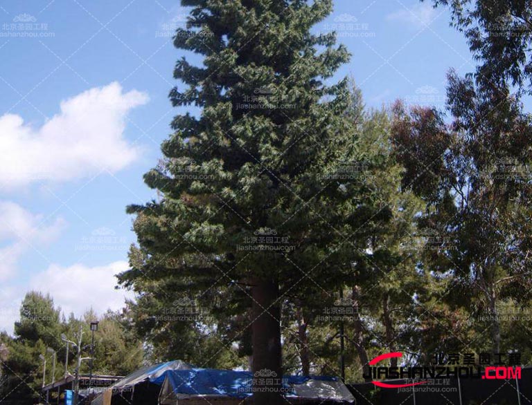 提高仿真樹品質(zhì)生產(chǎn)廠家應(yīng)該加強品質(zhì)管理和技術(shù)研發(fā)