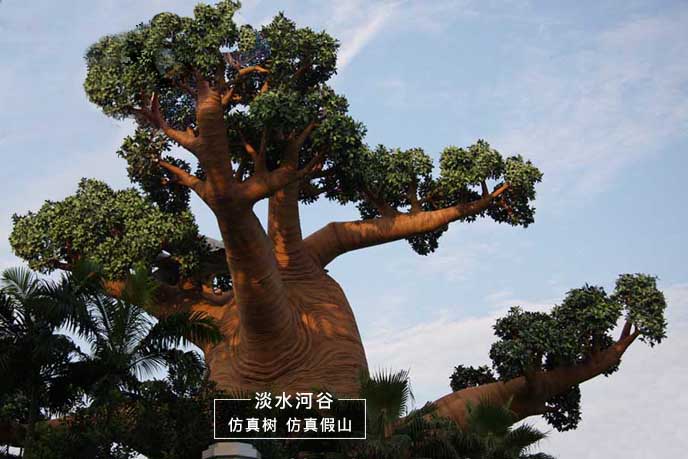 真猴面包樹(shù)