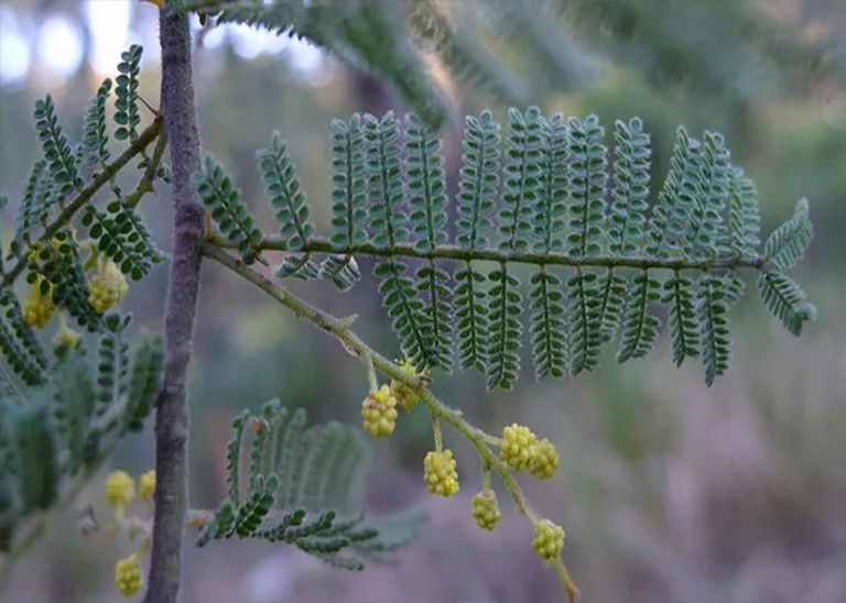 仿真樹(shù).jpg 仿真樹(shù)